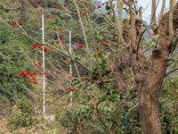 Palash flowers stnad out against the green background