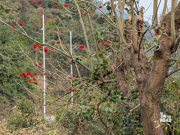 Palash flowers stnad out against the green background