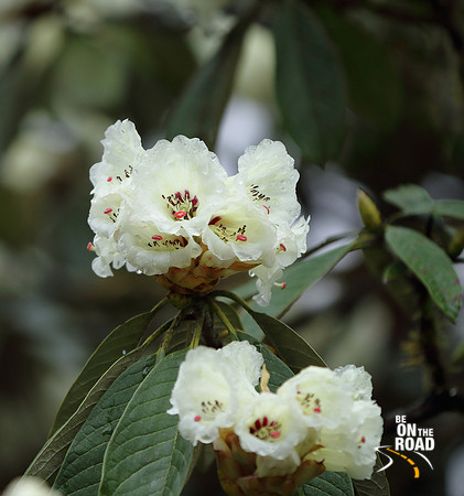 Pretty looking white rhododendron flowers on the way to Lamang, Arunachal Pradesh