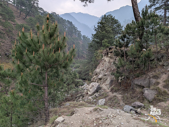 The pine trees that surround Kaho