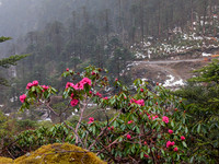 Lovely Rhododendron flowers in bloom enroute Lamang