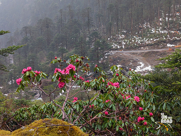 Lovely Rhododendron flowers in bloom enroute Lamang