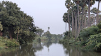 Canal, Palm trees and lush vegetation enroute Thiruppudaimarudur Village