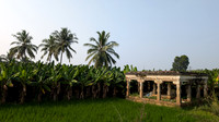Paddyfields, banana plantations and coconut trees seen enroute Thiruppudaimarudur village