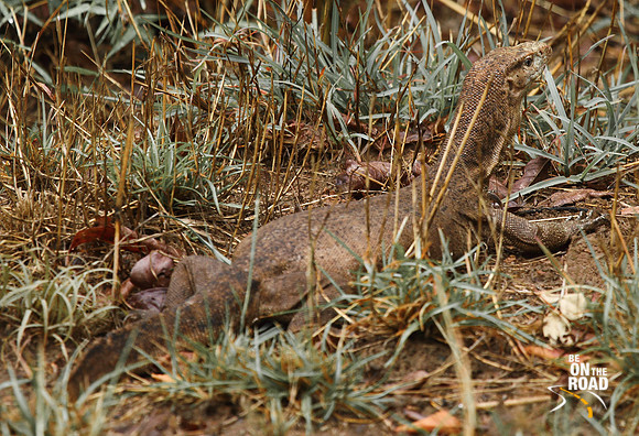 Large monitor lizard on the floor of Tadoba Tiger Reserve, Maharashtra