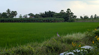 Scenic and lush Karisoolnthamangalam village