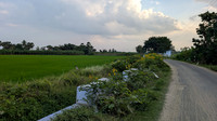 Lush road leading to Karisoolnthamangalam village