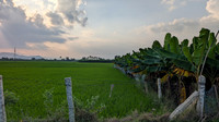Paddyfields and banana plantations cover the Karisoolnthamangalam village landscape