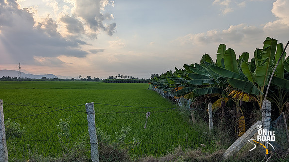 Paddyfields and banana plantations cover the Karisoolnthamangalam village landscape
