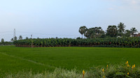 Paddy and banana plantations cover the Karisoolnthamangalam landscape