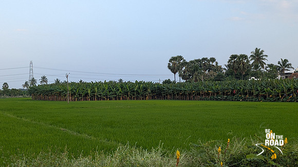 Paddy and banana plantations cover the Karisoolnthamangalam landscape