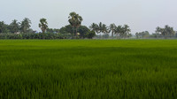 Lush landscapes of Arikesavanallur, Tamil Nadu