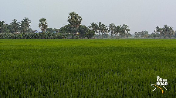 Lush landscapes of Arikesavanallur, Tamil Nadu