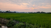 Lush paddyfields and banana plantations near Ammainathar Temple, Cheranmahadevi