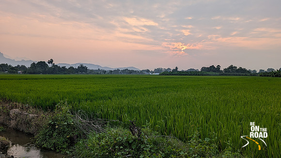 Lush paddyfields and banana plantations near Ammainathar Temple, Cheranmahadevi