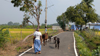 A day in the life of a cattle herder at Cheranmahadevi village