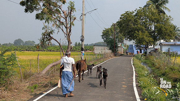 A day in the life of a cattle herder at Cheranmahadevi village