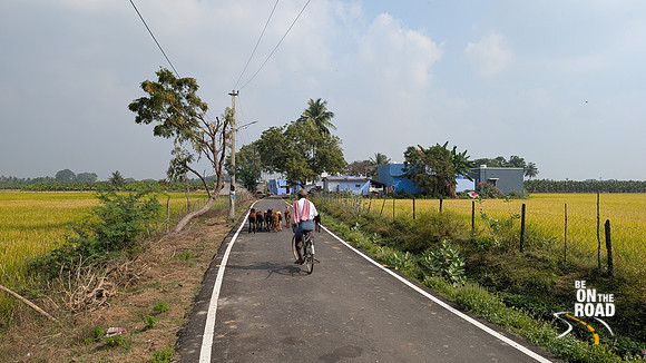 A day in the life of a goat herder at Cheranmahadevi village