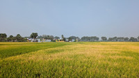 The village of Cheranmahadevi at its golden best