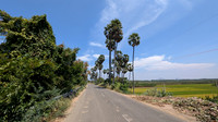 The lush green nature highway connecting Kalakad with Thirukkurungudi