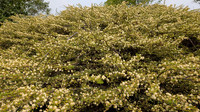 Thorny bush with gorgeous white flowers at Vettuvan Koil hill complex