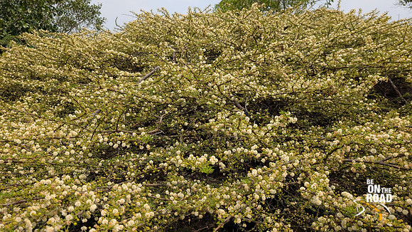 Thorny bush with gorgeous white flowers at Vettuvan Koil hill complex