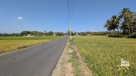 The gorgeous road that leads to Kollengode village, Kerala