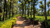 The trail through tea estates that leads to Seetharagundu view point, Kerala