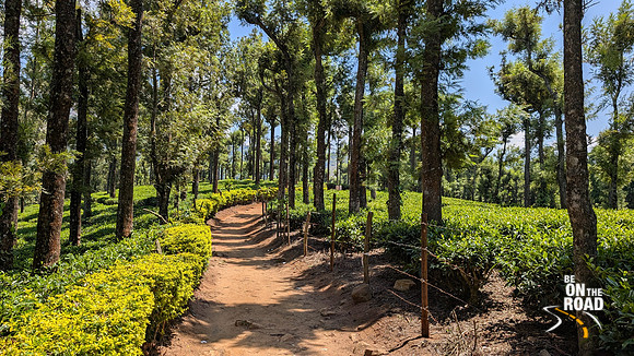 The trail through tea estates that leads to Seetharagundu view point, Kerala