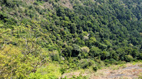Winding mountain roads of Nelliyampathy covered by dense forests
