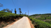 Scenic Tea estate road view enroute to Nelliyampathy Top, Kerala