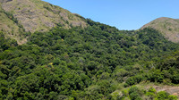 Dense shola forests inside Nelliyampathy Forest Reserve, Kerala