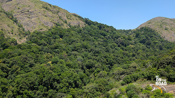 Dense shola forests inside Nelliyampathy Forest Reserve, Kerala