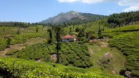 Tea estates at Nelliyampathy Top