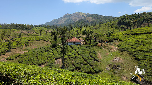 Tea estates at Nelliyampathy Top