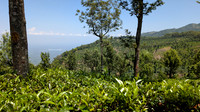 Tea Estate view of Nelliyampathy, Kerala