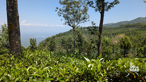 Tea Estate view of Nelliyampathy, Kerala