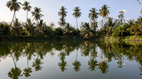 Coconut Trees and their reflection at a pond in Kerala