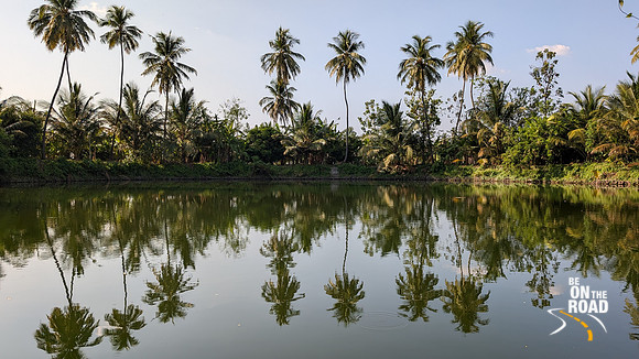 Coconut Trees and their reflection at a pond in Kerala