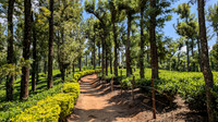 The lovely trail to Nelliyampathy Beauty View Point, Kerala
