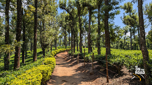 The lovely trail to Nelliyampathy Beauty View Point, Kerala