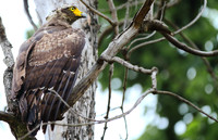 Stunning Crested Serpent Eagle at Pench Tiger Reserve, Madhya Pradesh