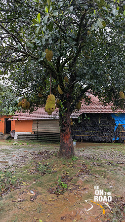Jackfruit tree full of fruit at Attihalli, Karnataka