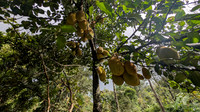 Jackfruits shine in the evening sun at The Malnad Homestay