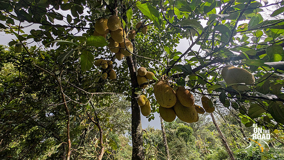 Jackfruits shine in the evening sun at The Malnad Homestay