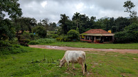 The Malnad Homestay with their in house cow Saraswati