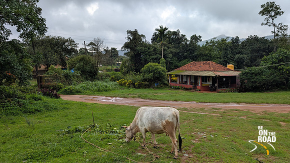 The Malnad Homestay with their in house cow Saraswati