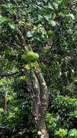 Pomelo Fruit near my room at Malnad Homestay, Attihalli
