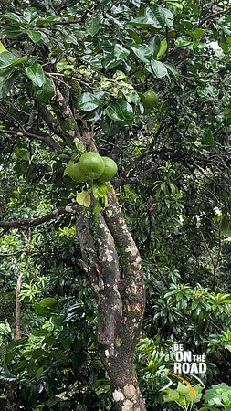 Pomelo Fruit near my room at Malnad Homestay, Attihalli