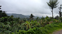Monsoon scenes from Attihalli village, Malenadu, Karnataka